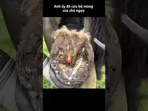 Anh ấy đã cứu bộ móng của chú ngựa