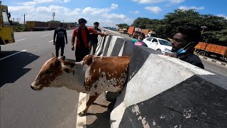 Divider நடுவில் சிக்கிய மாடு😭 Sema அடி எனக்கு | Emotional Rescue Moment | Cherry Vlogs