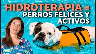 ¡La HIDROTERAPIA es increíble para los PERROS!  🐶💧 Te contamos POR QUÉ es tan BUENA