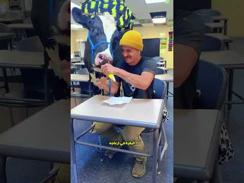 بقرة في الفصل 🐄📚