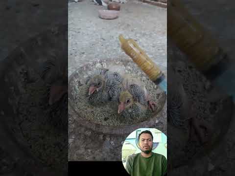 কবুতর #facts #viral #shortvideos #trending #odvutfacts