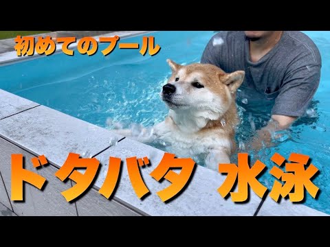 初めてプールに挑戦。毎回、厳しい道を選択して溺れそうに慌てる柴犬 サムネイル