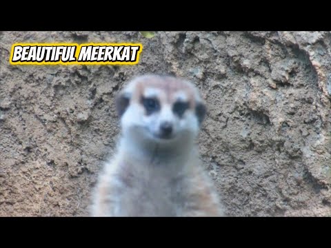 The Watchful Meerkat