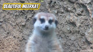 The Watchful Meerkat