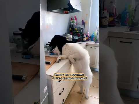 Наташа, давай возьмём его себе #смешно #юмор #кошки #cat #animals #кот #смешныекошки