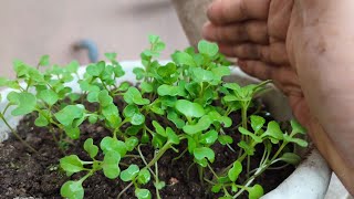 Cara pembibitan tanaman sawi pakcoy di pot!