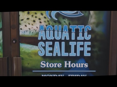 Aquatic Sealife Aquarium store tour 