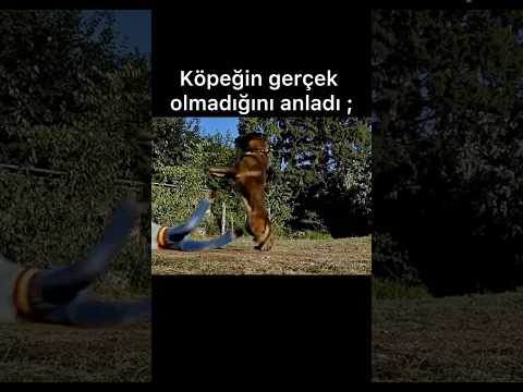 Köpeğin gerçek olmadığını anladı 👍 Yarının dünyası 🎬