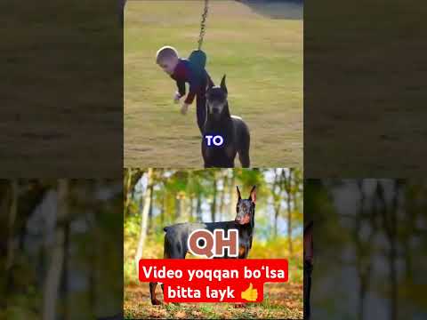 Qoʻriqchi itlar haqida