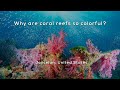 Coral Reefs and Their Importance