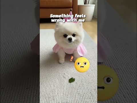 WHAT Is in Your Mouth” — Mochi’s Reaction Is Unreal #petdrama #funny #funnyanimal #dogvsdog #pets poster