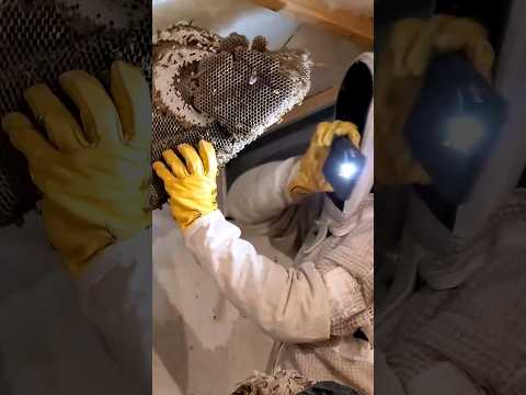 MASSIVE Yellow Jacket Wasp Nest in Basement Ceiling! #viral #fyp #hornetking #wasp