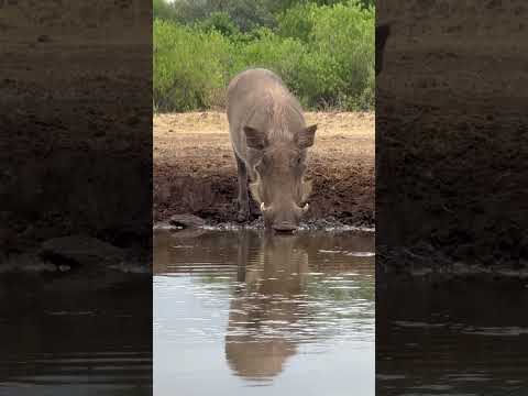Warthog Family Enjoying Waterhole