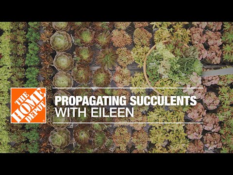 How to Propagate Succulents