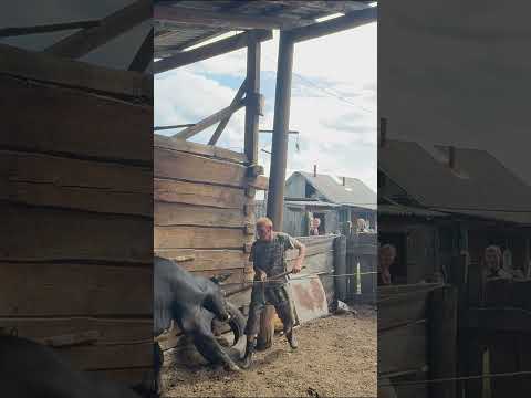 Поддержите видео где я готовлю баранину!!#shorts #герефорд  #молбозор #юмор #рецепты