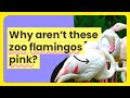 Animal Coloration and Diet Factors