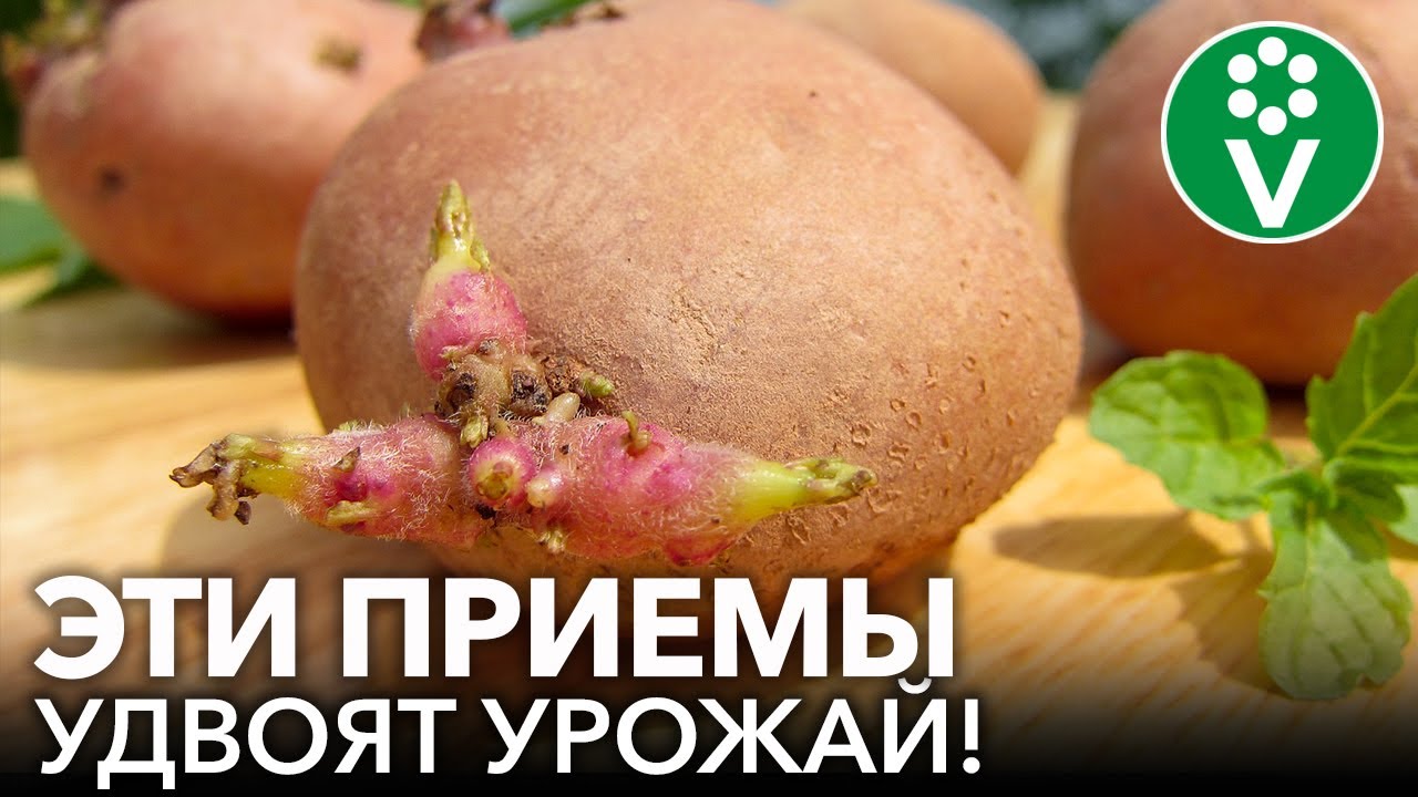 Золотые правила подготовки клубней картофеля к посадке! Урожай картошки будет всем на зависть!