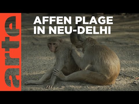 Indien: Die Affen erobern Neu-Delhi | ARTE Reportage