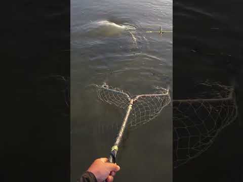 Рыбалка на сазана а Астрахани! #рыбалка #fishing #carpfishing #рыбалка #carp #карп
