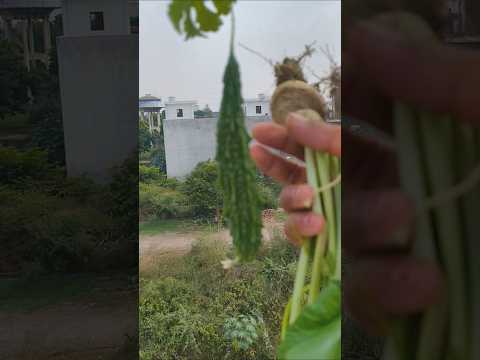 Harvesting to vegitables from terrace garden #garden #terracegarden #govardhan #ytshort