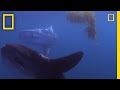 Mola Mola: Ocean Facts and Diet