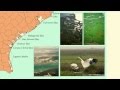 Texas Coastal Geography and Ecosystems