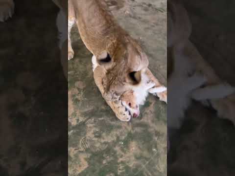 لقاء الكلب باللبؤة بعد غياب سنة