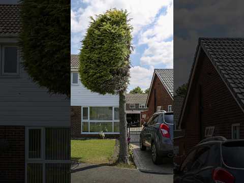 Why Is This Tree Like THIS? 🤣