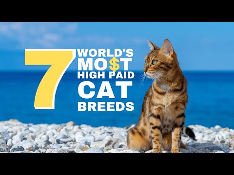 The 7 Most Expensive #cat Breeds in the #world