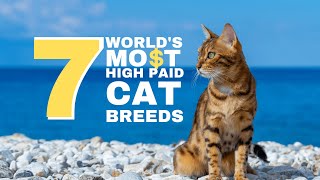 The 7 Most Expensive #cat Breeds in the #world