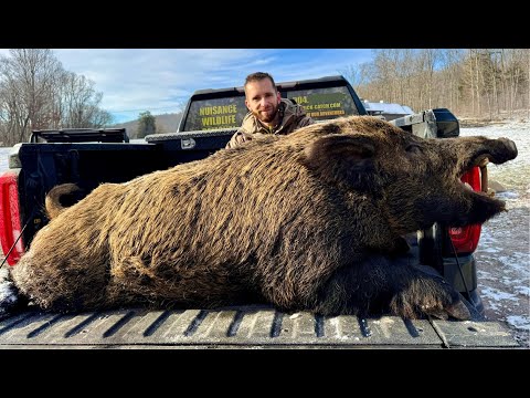 450LB Mammoth Wild Boar! Hog of a Lifetime with a Bow!