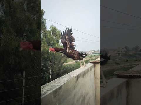 Aseel Murga Jumping. #pets #aseelmurgha #shortsviral #shortvideos #viralvideos #short #viral #birds