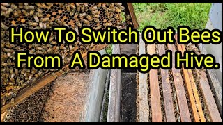 How To Switch Out Bees From A Damaged Hive