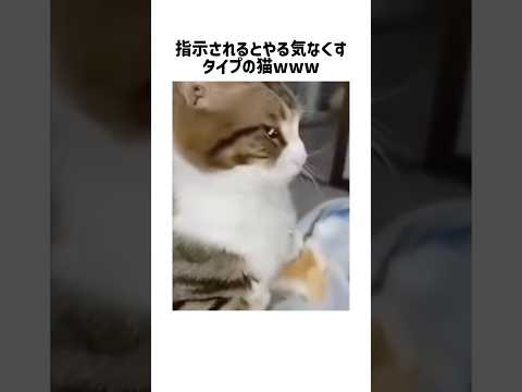 猫の素顔を見てみませんか？自然な行動と表情の紹介 サムネイル