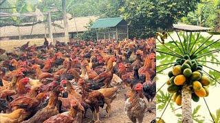 How to use papaya leaves in chicken farming - how to process - chicken farm