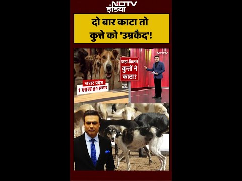 Stray Dogs: दो बार काटने पर कुत्ते को 'उम्रकैद'! | Syed Suhail | UP News | #shorts
