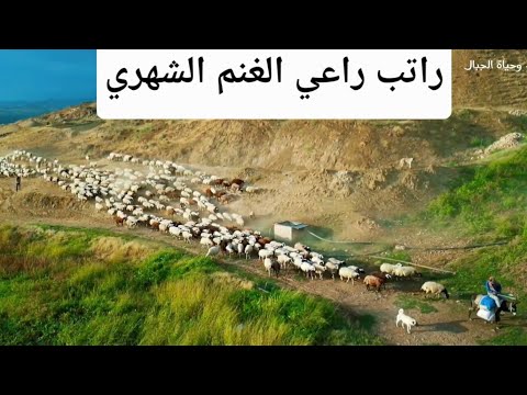 كم أجرة راعي الغنم في تركيا - راتب راعي الغنم الشهري