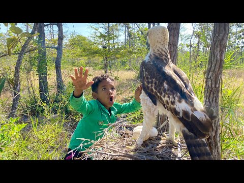 Mr. Leap Saw Eagle Laying Eggs On A Nest. #eagleowl #gianteagle #eaglet #birds #wildlife