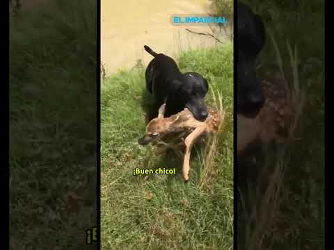 Perro se convierte en héroe al rescatar un ciervo de ahogarse en un río