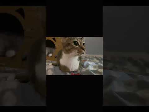 猫の動画サムネイル - love u forever🐱🦖