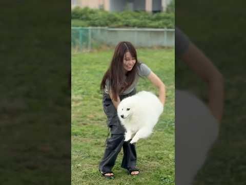 いつでも全力で飛び込んできてくれるモフモフ犬　#dog #dogtricks