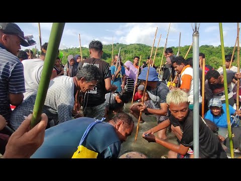 menombak ikan secara massal, Ribuan orang serentak ikut Bergerak | menangkap & masak