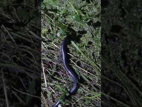 Mud Snake Disappears Into Murky Swamp