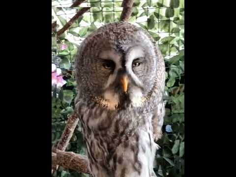 Owl Aur Eagle Ladte Kyon Hai #shorts #viral #animals