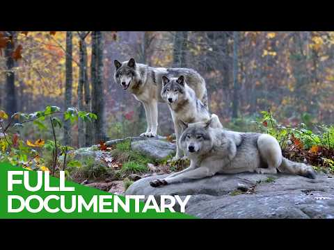 Wild Assassins – Deadly Pack Tactics | Free Documentary Nature