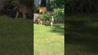 Kangaroos in the park  ￼