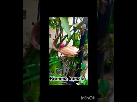 ಬ್ರಹ್ಮ ಕಮಲ#ytshort #nirilayo world