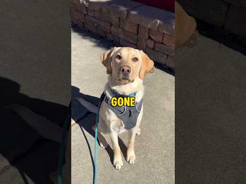 My dog misses his puppy brother when he’s not home🥺 #puppy #dog #cute #labrador #dogshorts #shorts