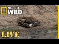 Animal Behavior and Adaptations