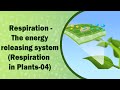 Plant Respiration and Stomata Functions